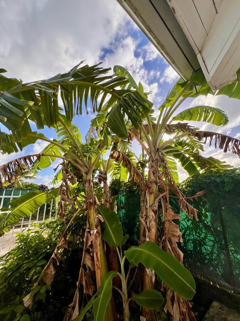 Superbe Villa Bwa Lele Riviere-Salee Buitenkant foto